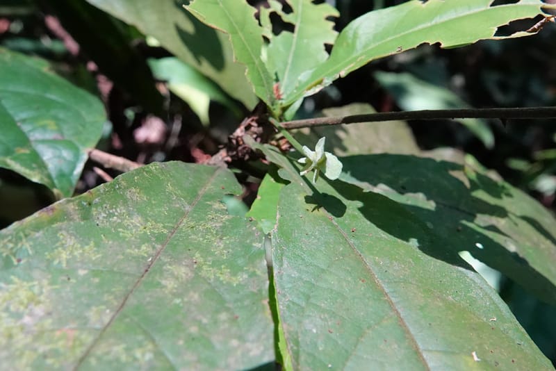 Poggea alata, C. Davidson 13956--Gabon. Arb. Sibang. 5 Nov. 2018. DSC02235 (53).JPG