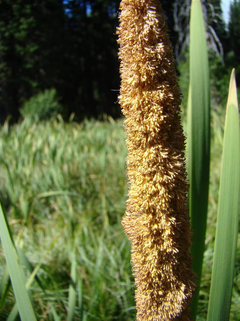 Typha latifolia, CDavidson11316--ID. Valley Co. Ponderosa State Park, Payette Lake. 6 Sep 08. 066.jpg