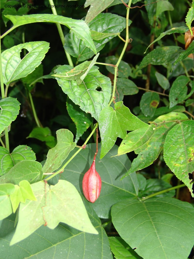 Passiflora cisnana, Croat 95712--Ecuador. Maquipucuna Biol. Res. Send. Princip. 11 Mar 06. 169.jpg