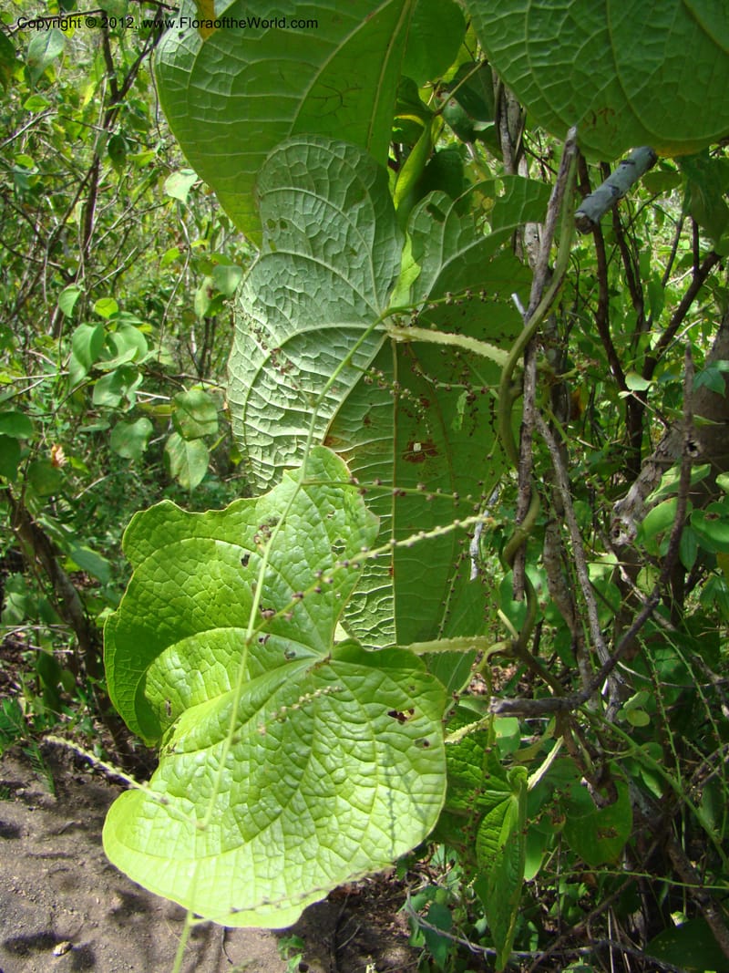 Dioscorea, N. Martinez M. 2431--MX. Chiapas. Jiquipilas. Cerro el Campanario. 14 Sep 08. 193 (3).jpg