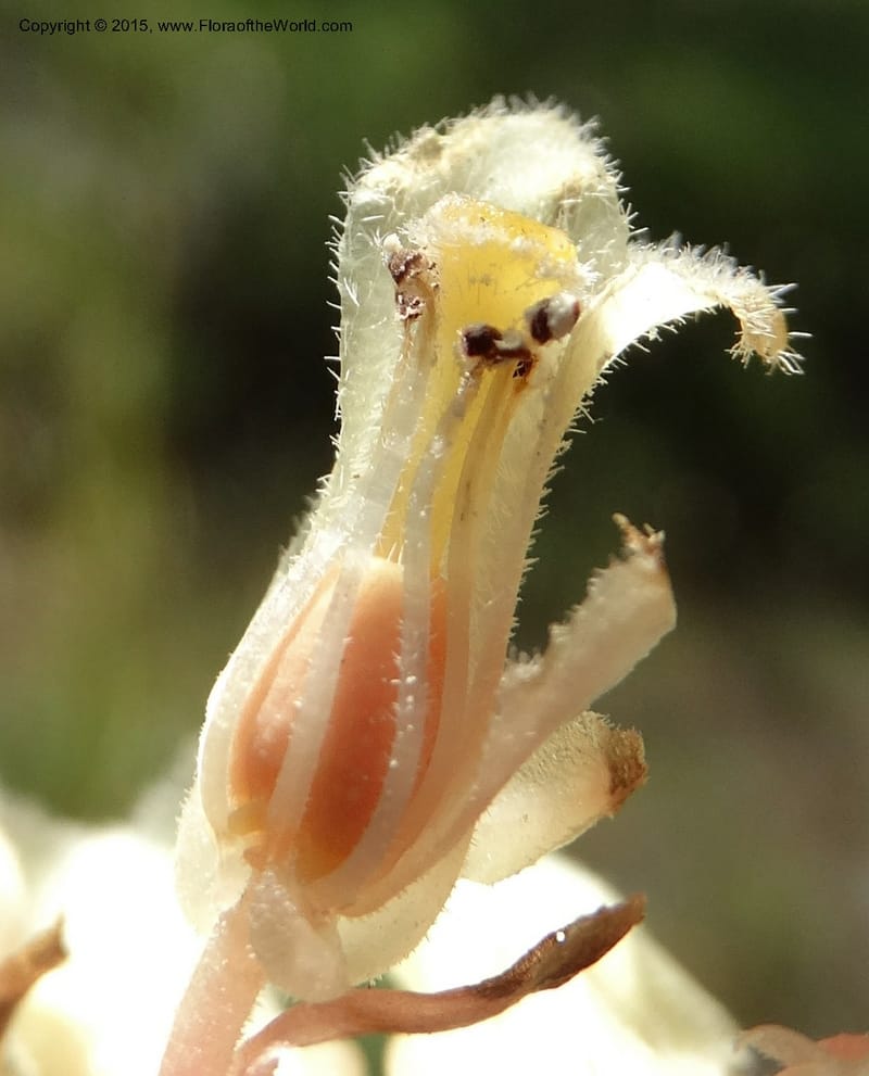 Monotropa hypopitys, Davidson, C 12626--ID. Idaho Co. S of Steamboat Summit. 5 Aug 2014. DSC00156 (167).JPG