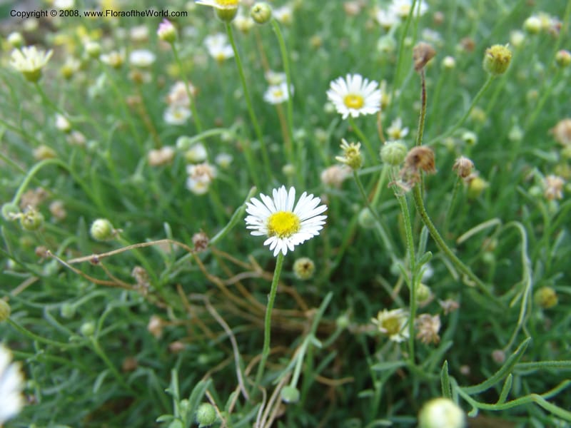 Erigeron modestus--TX. Johnson Wildflower Center. 13 Jun 04. 062.jpg