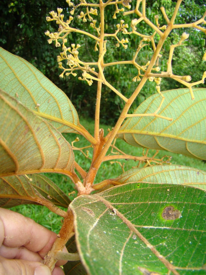 Ocotea, B. Hammel 24673--Costa Rica. Prov. Limon. Selva Bananito Lodge. 12 Apr 08. 037 (14).jpg