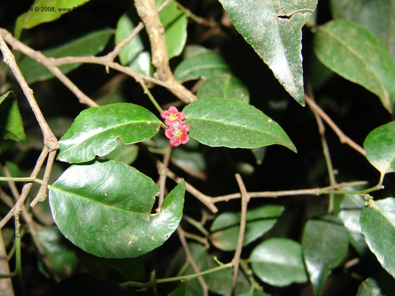Maytenus acuminata--Kenya. Limuru. Forest fragment near Brackenhurst Ctr. 11 Jul 04. 074.jpg