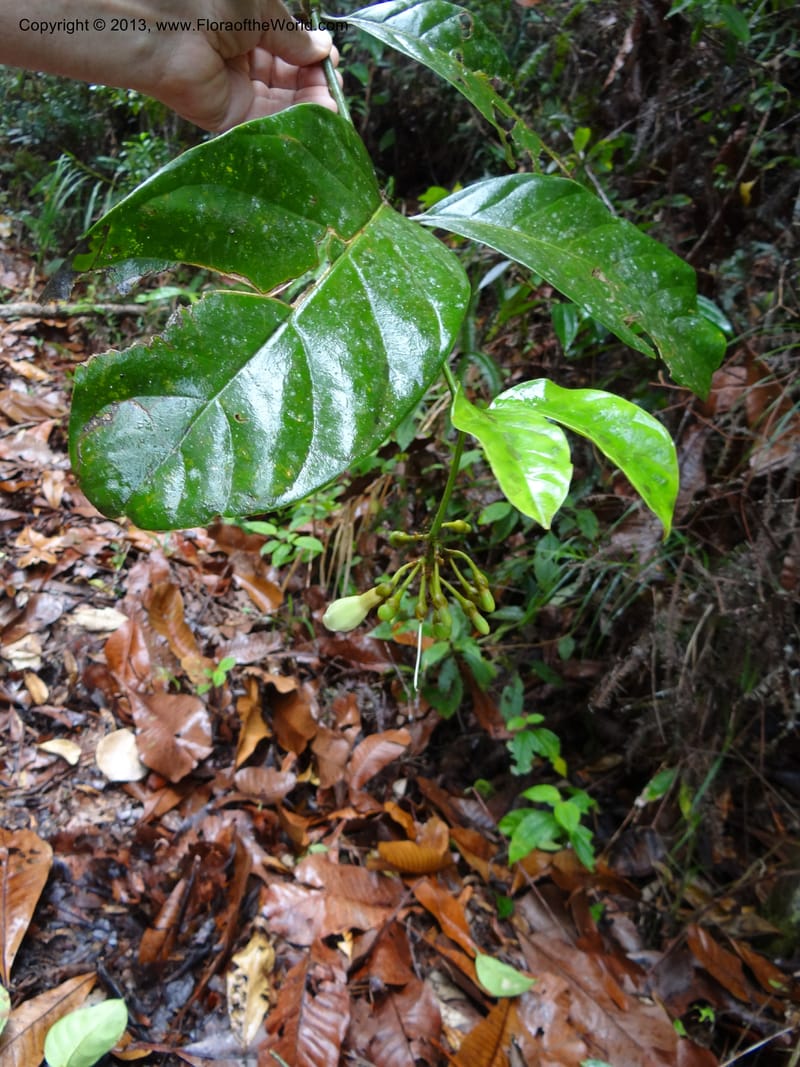 Fagraea, S.98879--Malaysia, Sarawak. Kubah Nat. Park. 28 Mar 2012. DSC05973 (217).JPG