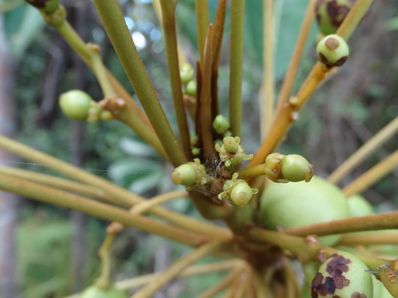 Amaroria soulameoides, [Plunkett, G 3187]--Fiji. Vesidrua Vill. 5 Nov 2015. DSC09215 (170).JPG