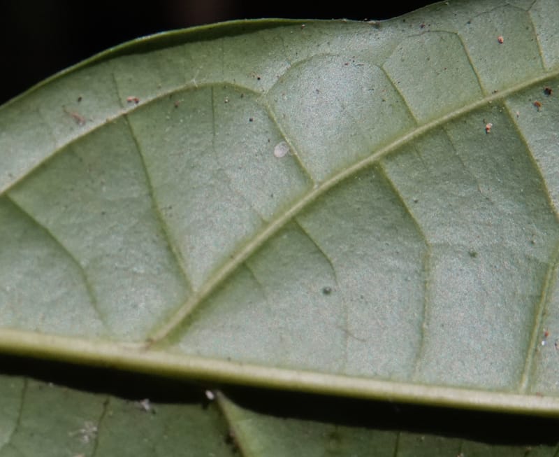 Thomandersia laurifolia, C. Davidson 13964--Gabon. Arb. Sibang. 5 Nov. 2018. DSC02235 (365).JPG