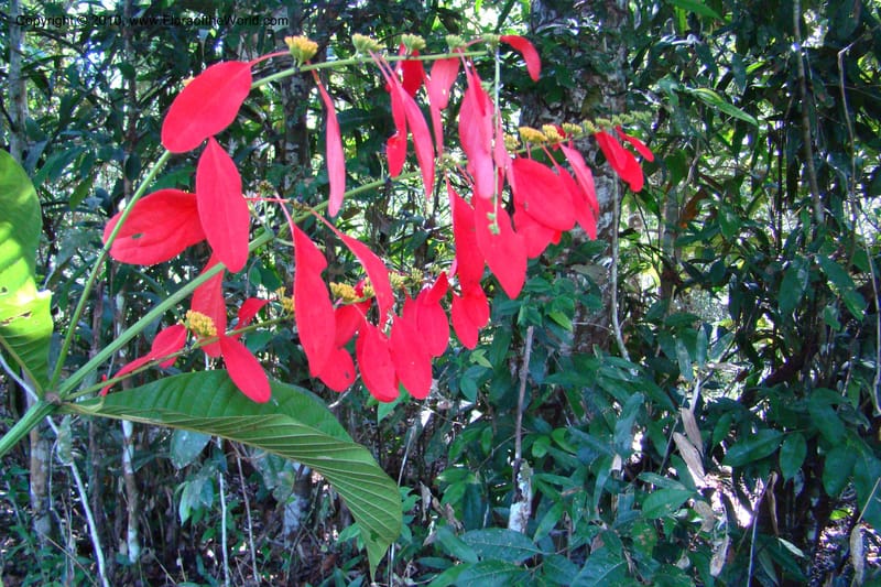 Warszewiczia, Vasquez 34793--Peru. Loreto. Dist. Nauta. Miraflores, Rio Tigre. 10 Nov 08. 666.jpg
