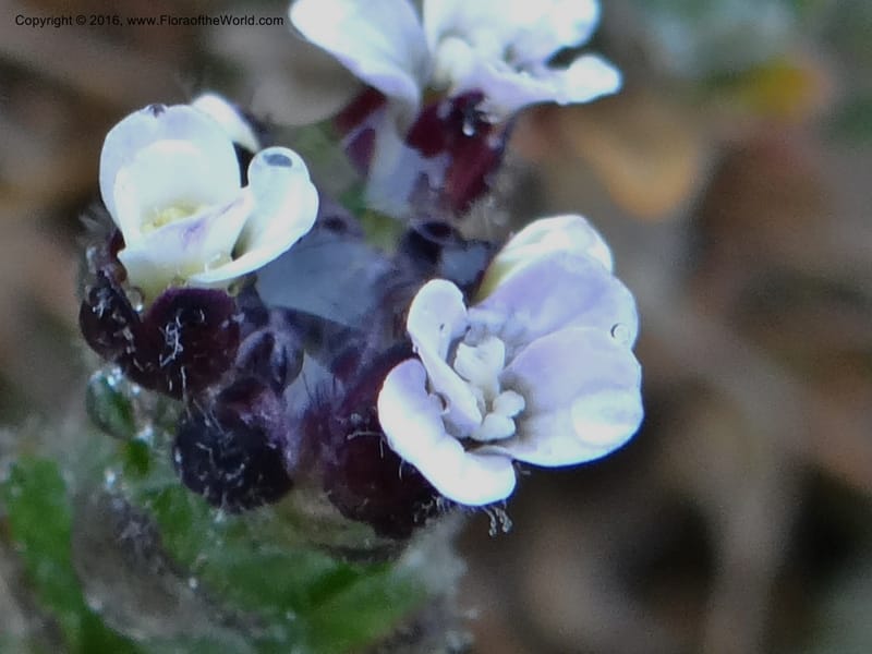 Draba, Ulloa, C 2421--Ecuador. Pichincha. Nevado Cayambe. 6 Oct 2012. DSC07236 (177).JPG