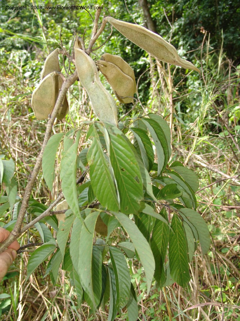 Millettia, MLeal1146--Gabon. Prov. Ogooue-Iv. Res. Lope. Sommet Main. 19 Apr 06. 292.jpg