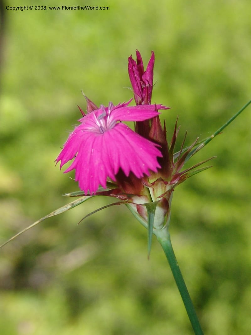 Dianthus subulosus--Georgia. Shio Mgvime Monastery road. 12 Jun 05. 091.jpg