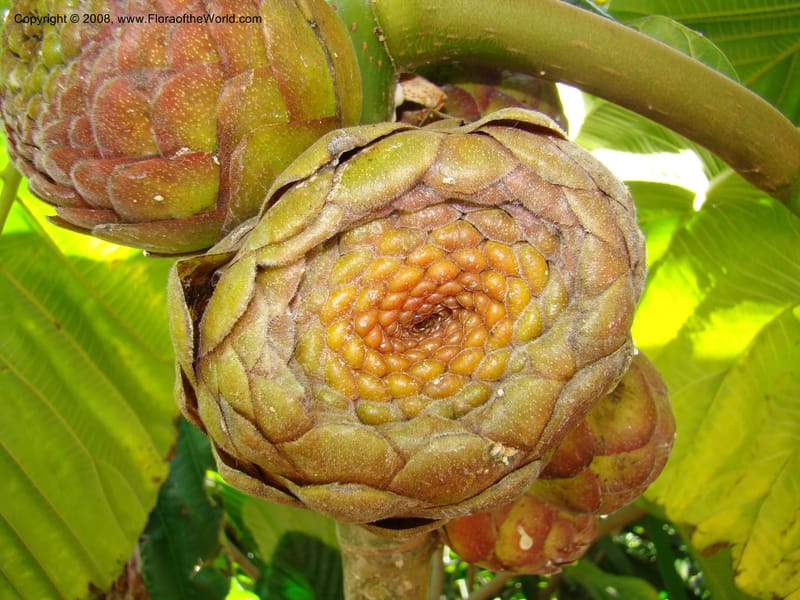 Ficus dammaropsis--Australia. Royal Botanic Garden, Melbourne. 19-20 Mch 08. 216.jpg