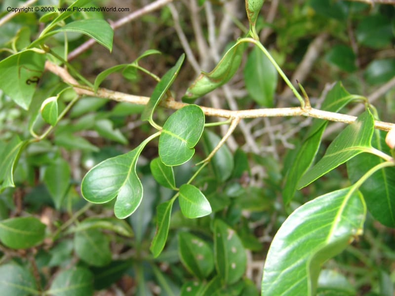 Rhus acocksii--So.Africa. E. Cape. Umtamvuna Nat. Res. 11 Mch 05. 426.jpg