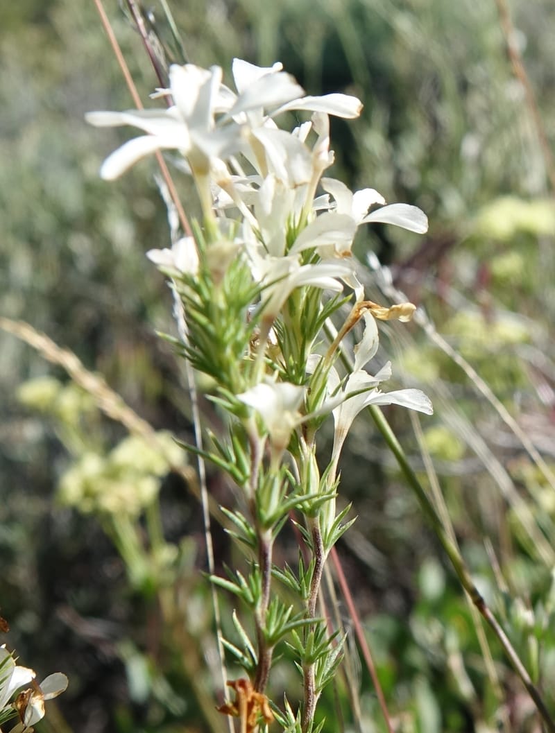 Leptodactylon pungens, C. Davidson 13670--ID. Hwy 20 W of Arco. Open basalt flow. 18 Jun 2017. DSC02519 (70).JPG