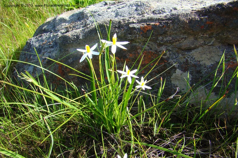 Spiloxene serrata, C. Davidson 11517--South Africa. Northern Cape. Papkuilsfontein. 25 Aug 09. 131 (1).jpg