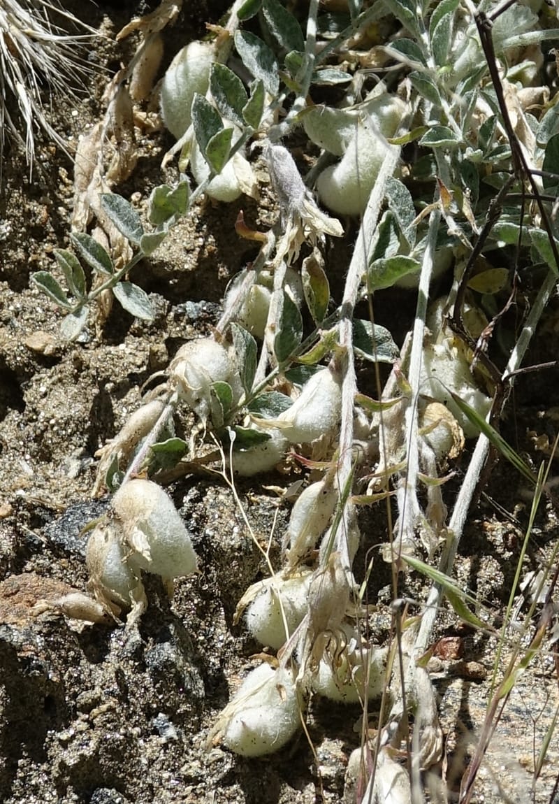 Astragalus purshii, C. Davidson 13582--ID. Idaho Co. Salmon R. Rd. E of Riggins. 24 May 2017. DSC00708. JPG (208).JPG
