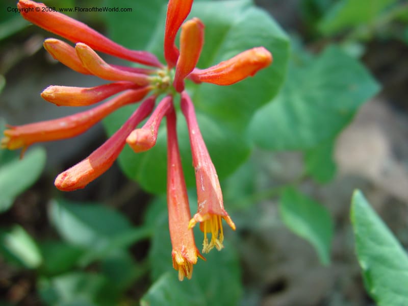 Lonicera arizonica--AZ. Arboretum at Flagstaff. 5 Jun 03. 087.jpg