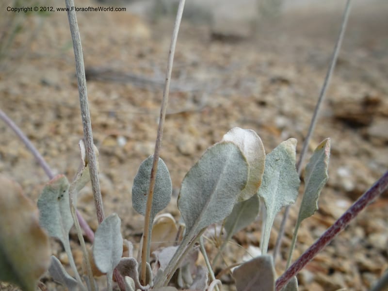 Eriogonum strictum var. proliferum, Davidson, C 12096--ID. Owyhee Co. Silver City. 20 Aug 2012. DSC04305 (74).JPG
