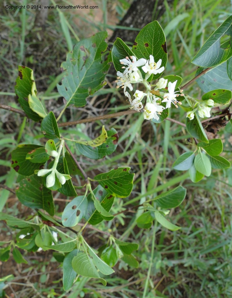 Calcophyllum multiflorum, Stevens,  W. D 31189, Garay Cue, 19 Mar 2011 2203 (6).JPG
