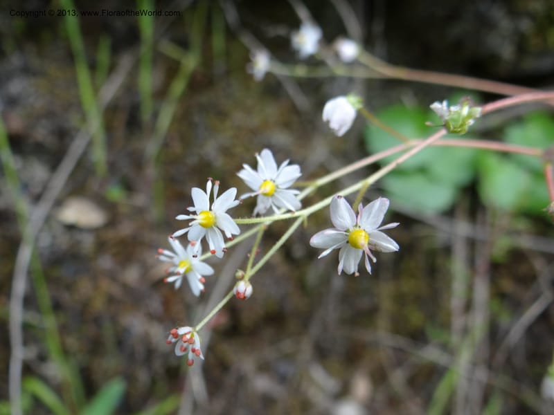 Saxifraga mertensiana, Davidson, C 12120--Calif. Trinity Co. Hwy 299. 15 Apr 2013. DSC03030 (15).JPG