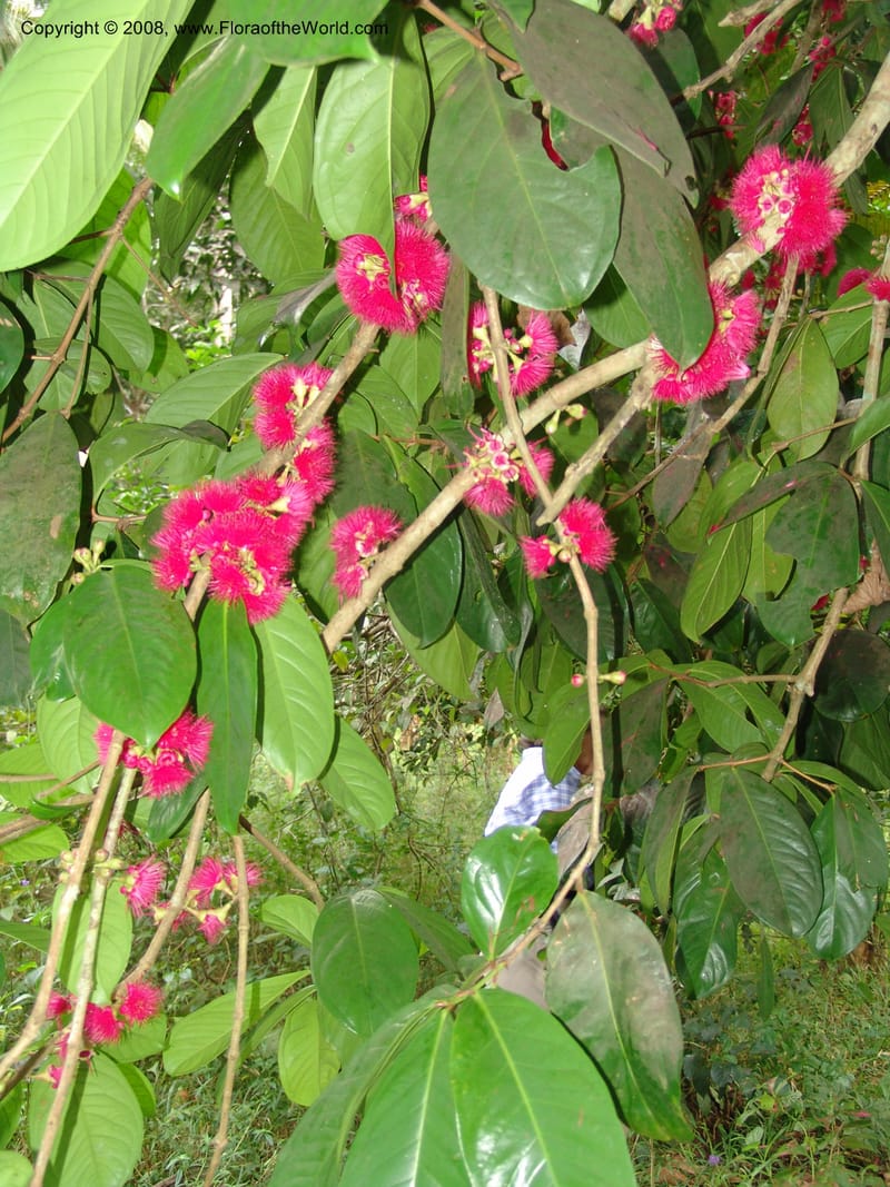 Syzygium malaccense--Tanzania. Zanzibar. Bungi to Jozani Forest Rd. 17 Jul 04. 008.jpg