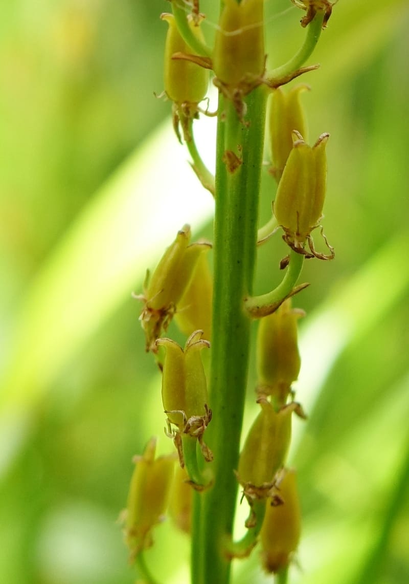 Japanolirion osense--Japan. Hokkaido. Teshio Exptl. For. 3 Aug 2016. DSC00757 (7).JPG