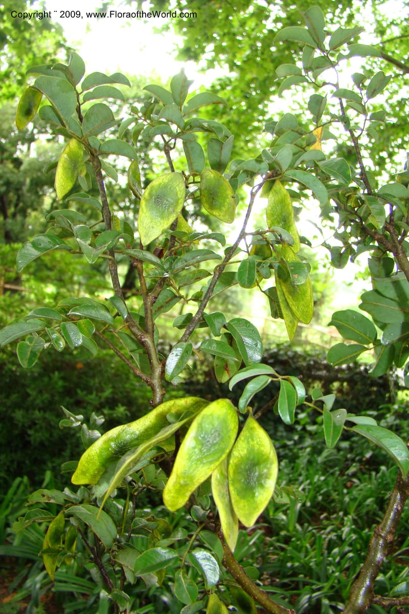 Dalbergia, Z. Rogers 1359--South Africa. KwaZulu-Natal. 29 Jan 09. 025.jpg