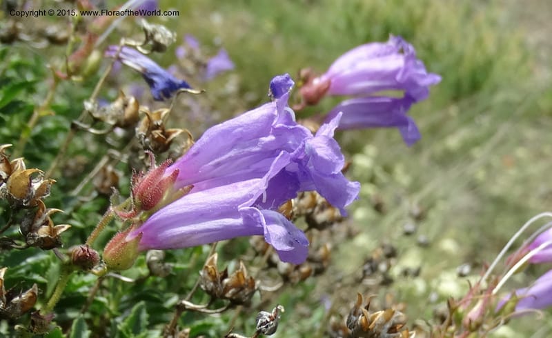 Penstemon fruticosus var. serratus, Davidson, C 12590--ID. Idaho Co. Seven Devils Camp Ground. 15 Jul 2014. DSC00113 (88).JPG
