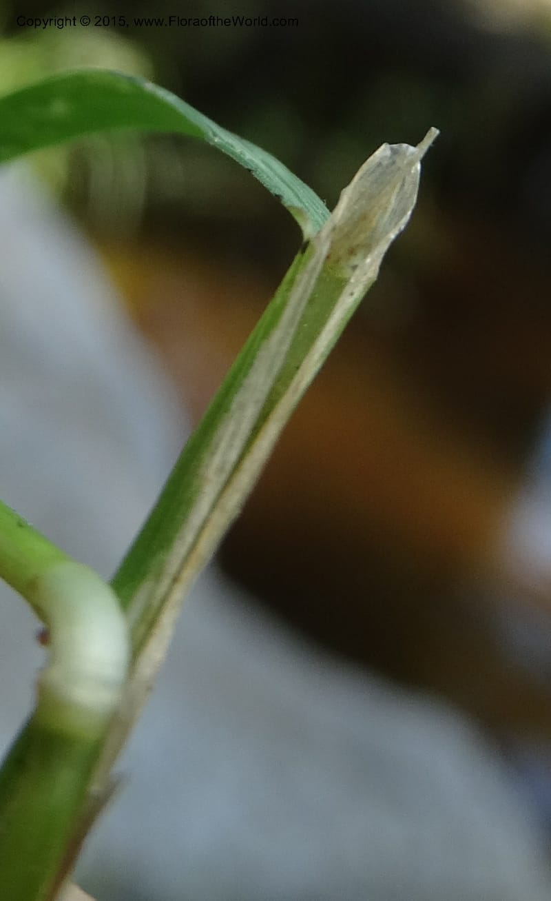 Alopecurus aequalis, Davidson, C 12610--Idaho. Valley Co. Payette Lake. Sylvan Cr. 20 Jul 2014. DSC00669 (122).JPG
