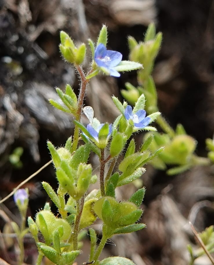 Veronica arvensis, C. Davidson 13751--Oregon. Wallowa Co. Zumwalt.Trail Cr. Rd. 4 Jun 2018. DSC04078 (20).JPG