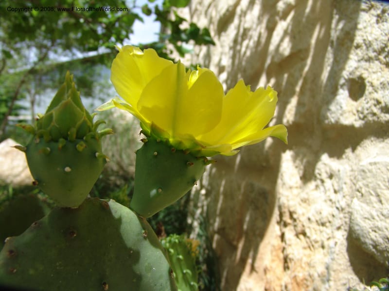 Opuntia lindheimeri--TX. Johnson Wildflower Center. 13 Jun 04. 001.jpg