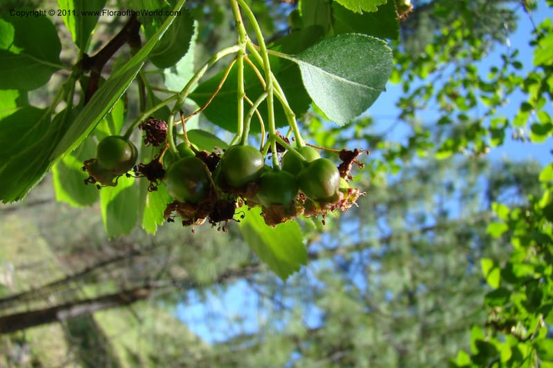 Crataegus douglasii, C. Davidson 11396--Idaho. Idaho Co. Salmon River. Shepp Ranch. 28 May 2009. 088.jpg