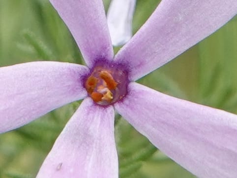 Phlox condensata, C. Davidson 13762--Oregon. Wallowa Co. Zumwalt.Trail Cr. Rd. 4 Jun 2018. DSC04078 (496).JPG