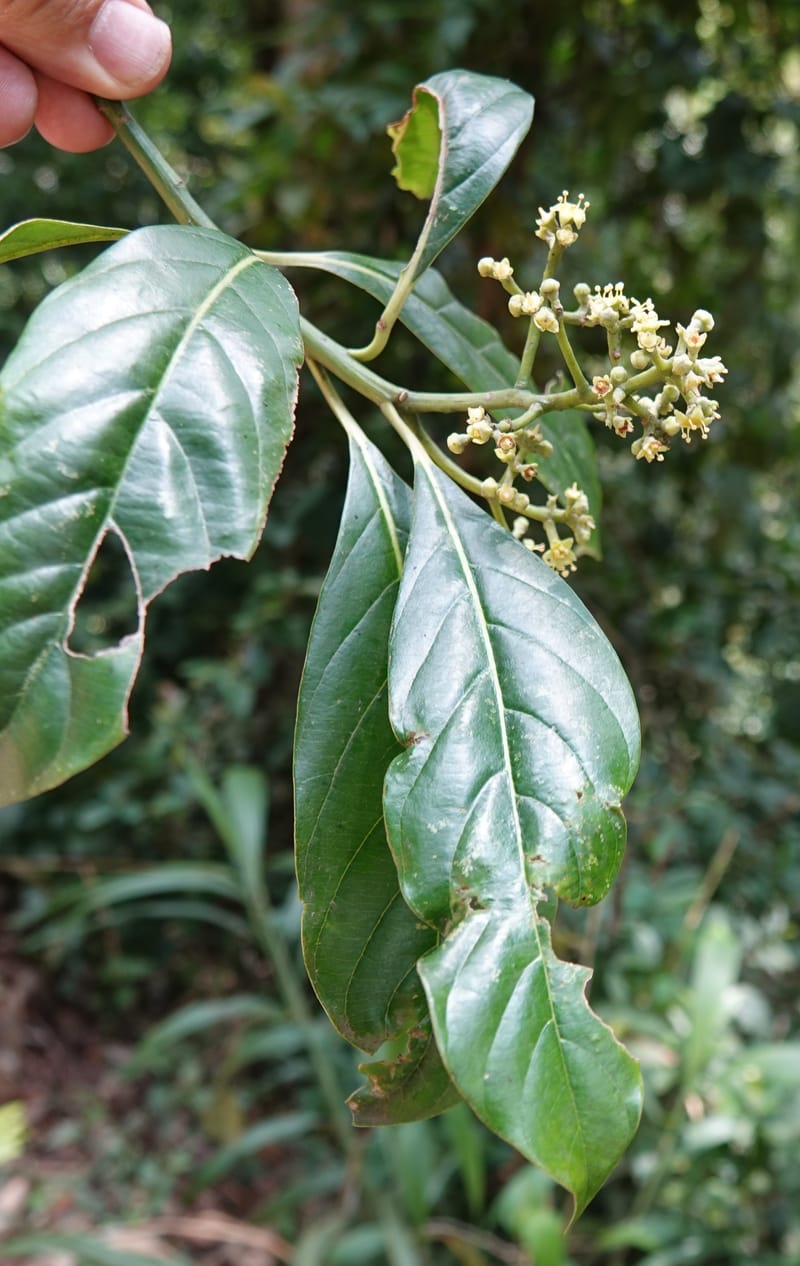 Mastixia pentandra, D. Boufford 44162--China. Yunnan. Bu Long Shan. 6 May 2018. DSC02824 (19).JPG