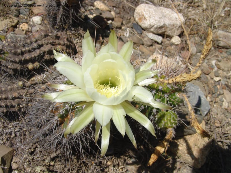 Echinopsis bridgesii--Bolivia. La Paz. Send. Aguila. 4 Dec 04. 148.jpg