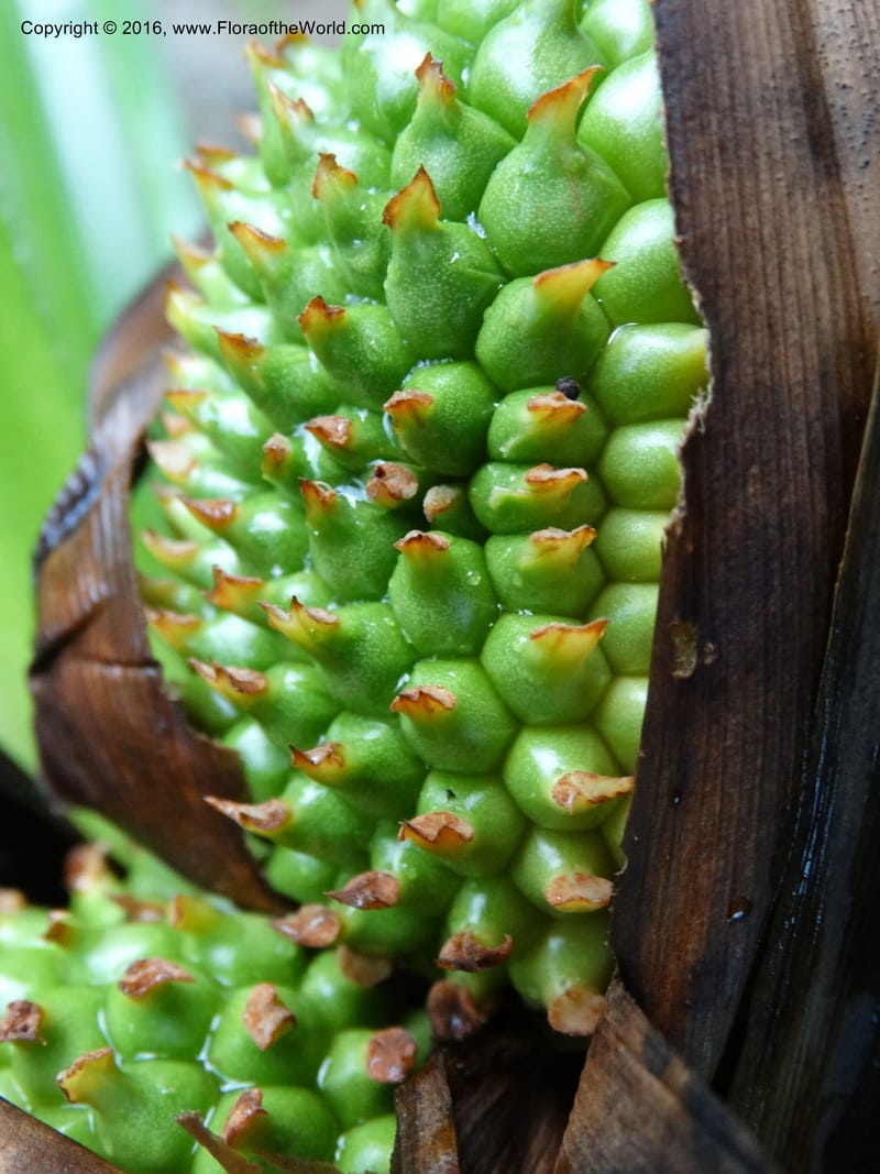 Pandanus borneensis, Callmander, M 1186--Sabah. G. Silam. 1 Oct 2014. DSC00937 (178).JPG