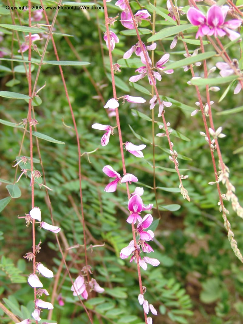 Indigofera pendula, 2000.0089--CA. San Francisco Arbor. 3 Jul 07. 032.jpg