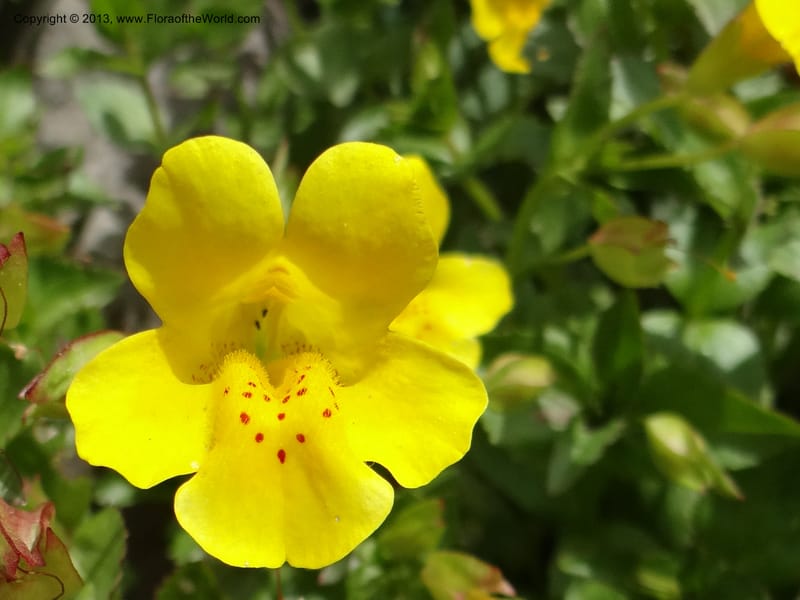 Mimulus, WDS 34226--Chile. Cta 115. 11.5 km W of La Laguna. 22 Feb 2013. DSC02736 (10).JPG