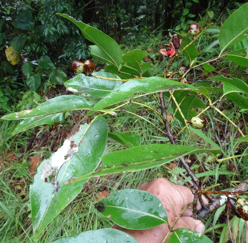 Lepidocupaniopsis concolor, Munzinger, J 7390--Fiji. Across the road from Waisali RF. 8 Nov 2015. DSC00330 (282).JPG