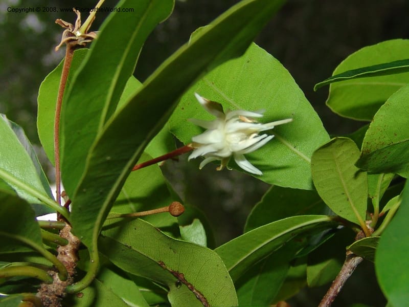 Vitellariopsis marginata--So. Africa. Lowveld Nat. Bot. Gard. 2. 14 Mch 05. 346.jpg