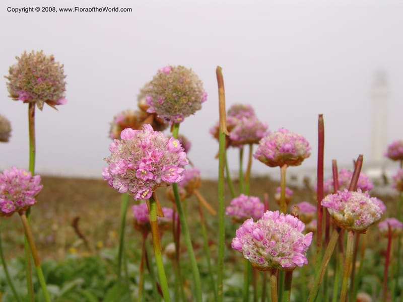 Armeria maritima ssp californica--CA. Mendocino Co. Pt. Arena Light house. 25 Jun 06. 026.jpg