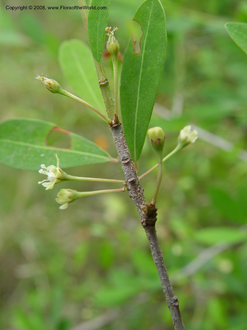 Erythroxylum delagoense--So. Africa. KwaZuluNatal. Mtunzini. Twinstr. Mick's Park. 2 Oct 03. 086.jpg
