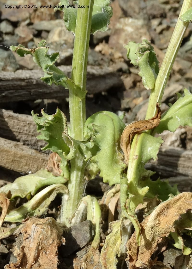 Senecio, Davidson, C 12598--ID. Idaho Co. Seven Devils Camp Ground. 15 Jul 2014. DSC00113 (310).JPG
