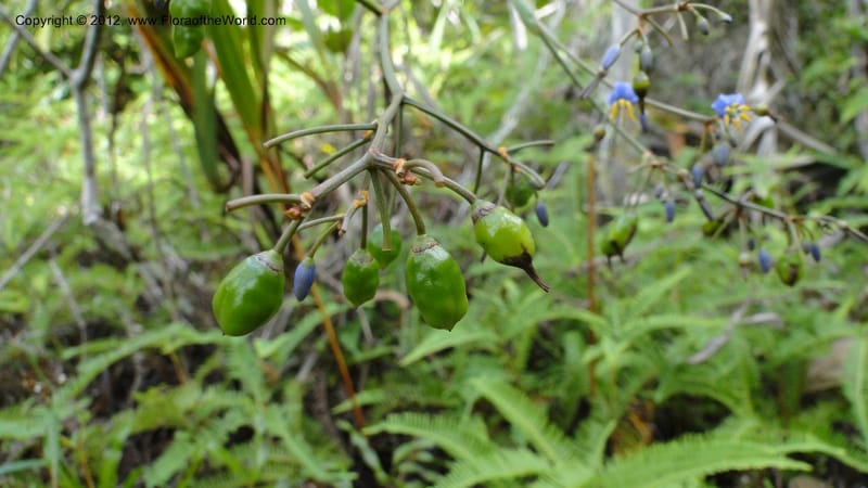Dianella ensifolia, A. Ramahefaharivelo 168--Madagascar. Ambolotara. Ambodini, Vatovavy. 3 May 2010 177 (47).jpg