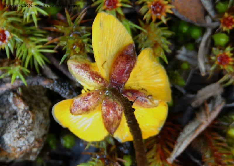 Ranunculus, Ulloa, C 2536--Ecuador. P. N. Cajas. Tres Cruces. 28 Apr 2015. DSC03499 (194).JPG