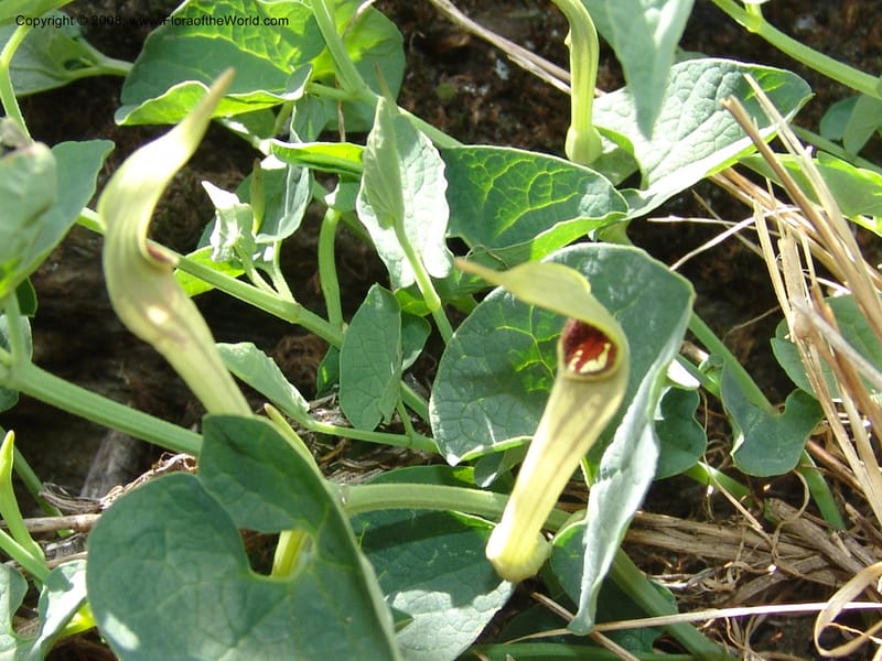 Aristolochia paucinervis--Spain. Pr.Granada. Trail upslope from Pampaneira. 20 Apr 05. 021.jpg