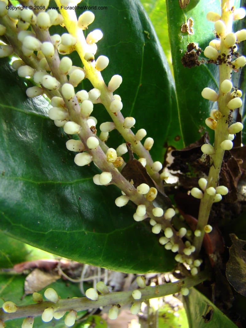 Symplocos, JMunzinger4747--New Caledonia. Mandjelia. 13 Nov 07. 139.jpg