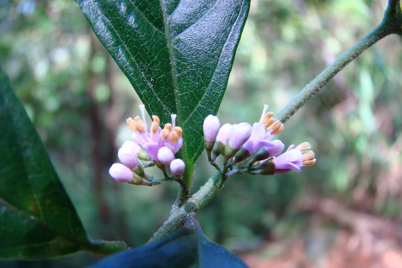 Callicarpa, Regalado 1734--Viet Nam. Thua Thien Hue Prov. Phu Loc Distr. Bach Ma. 13Apr 09. 131 (6).jpg
