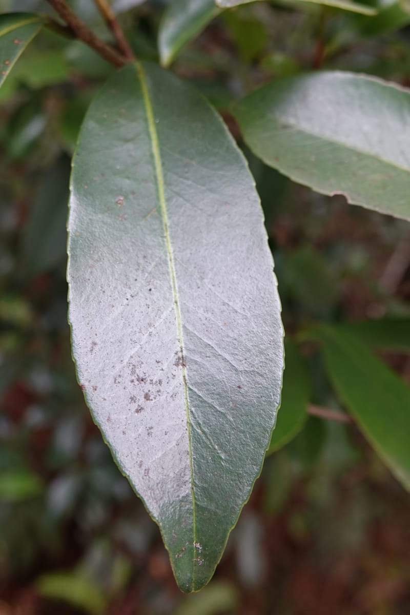 Polyspora axillaris, D. Boufford 44131--China. Yunnan. Meizi Lake Park. 3 May 2018. DSC01424 (103).JPG