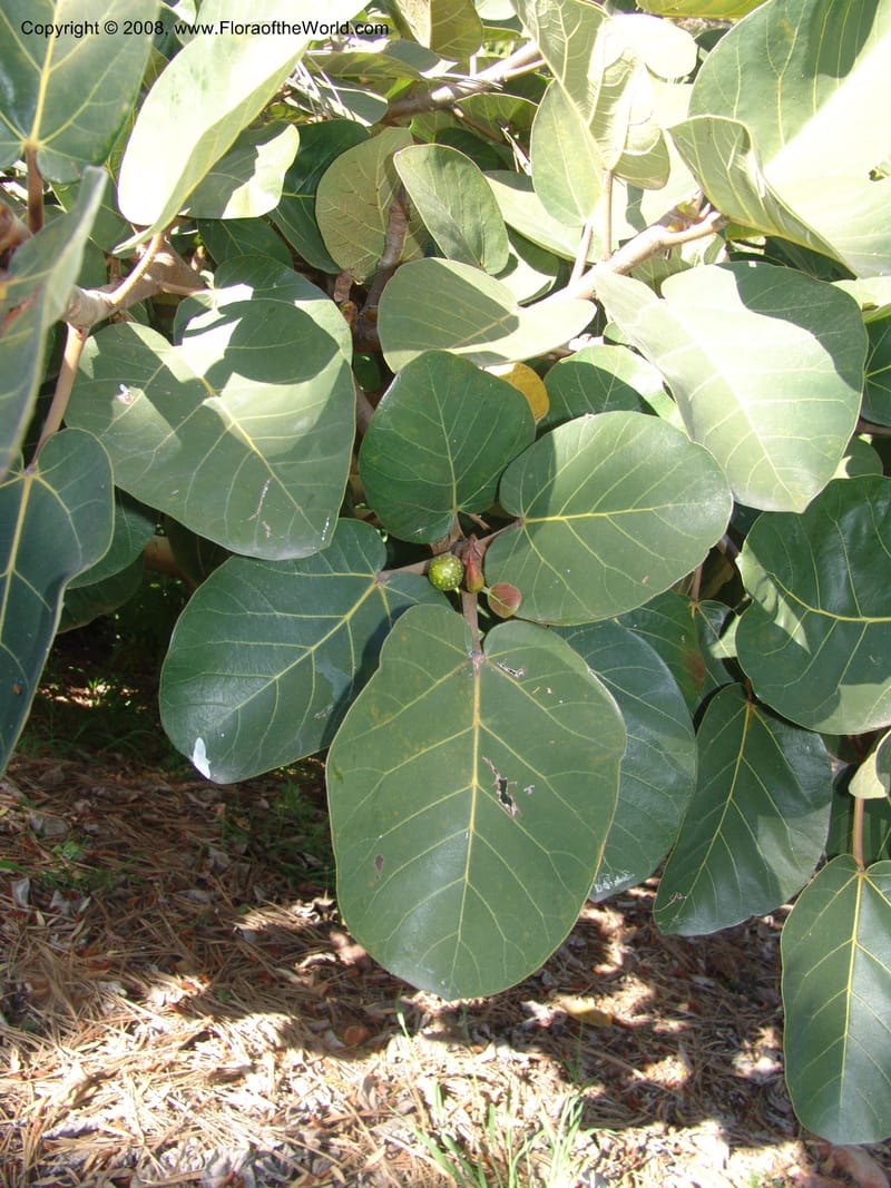 Ficus socotrana--CA. Quail Botanical Garden. 9 Apr 05. 217.jpg